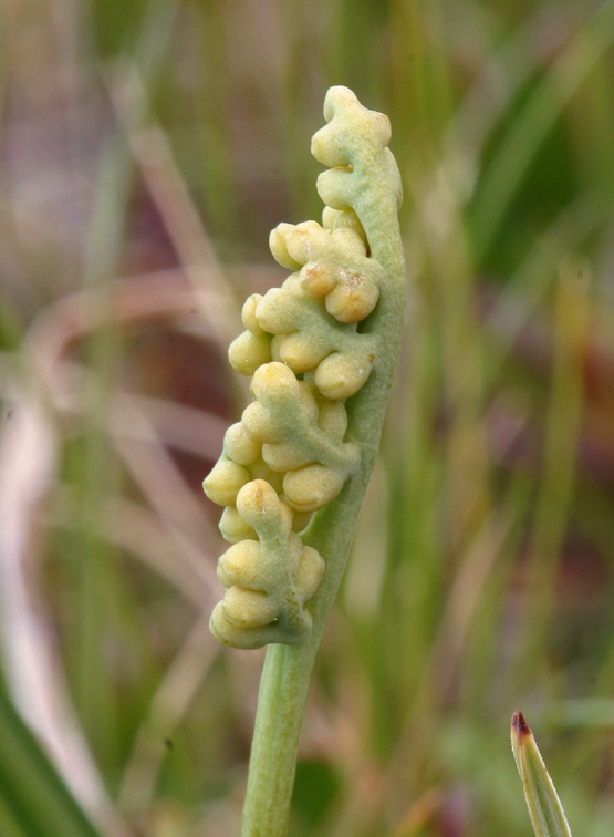 Image of little grapefern