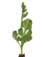 Image of little grapefern