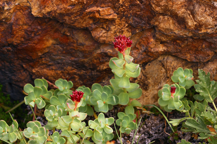 Image of ledge stonecrop