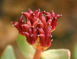 Image of ledge stonecrop