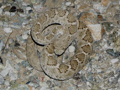 Image of Western Diamond-backed Rattlesnake