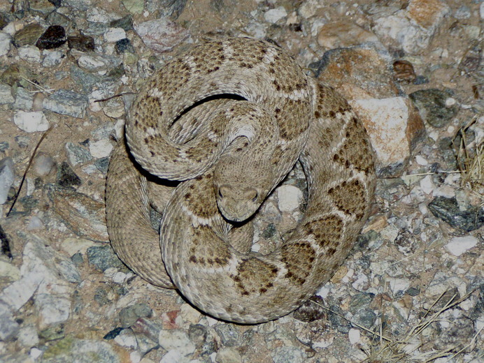 Image de Crotalus atrox Baird & Girard 1853