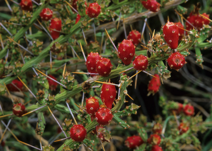 Imagem de Cylindropuntia leptocaulis (DC.) F. M. Knuth