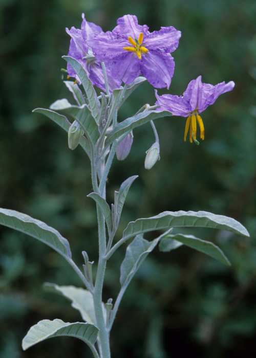 Image of silverleaf nightshade