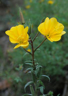 Imagem de Oenothera elata subsp. hirsutissima (A. Gray ex S. Wats.) W. Dietrich