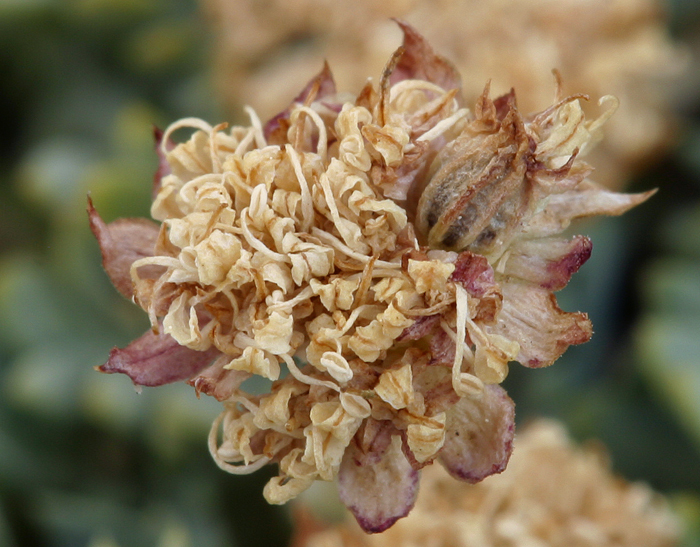 Слика од Podistera nevadensis (A. Gray) S. Wats.