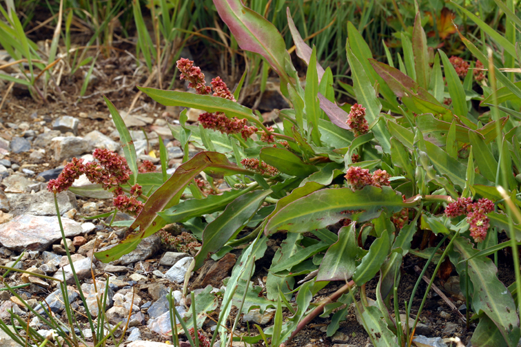 Imagem de Rumex salicifolius var. denticulatus Torr.