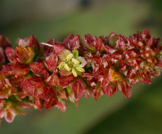 Image of California Willow Dock