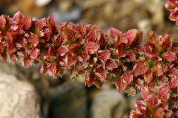 Imagem de Rumex salicifolius var. denticulatus Torr.