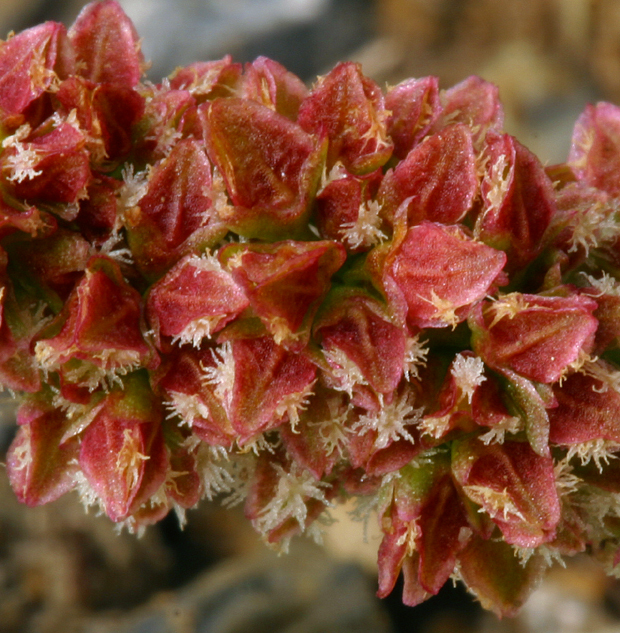 Imagem de Rumex salicifolius var. denticulatus Torr.