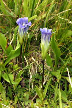 Image of Sierra fringed gentian