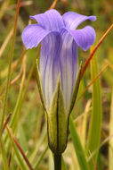 Image of Sierra fringed gentian