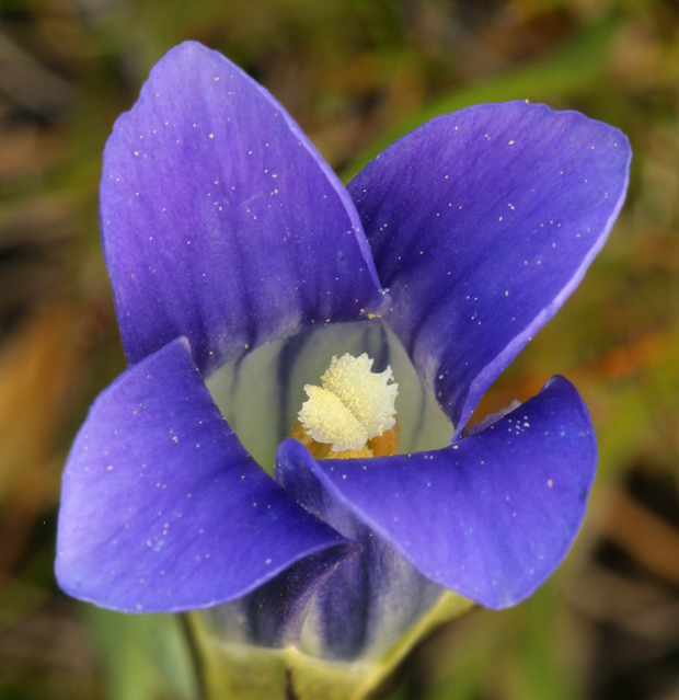 Image of Sierra fringed gentian