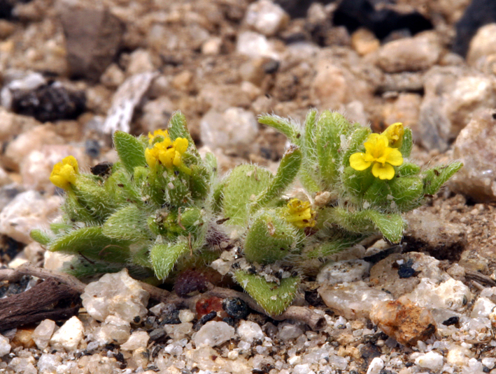 Image de Hemizonella minima (A. Gray) A. Gray