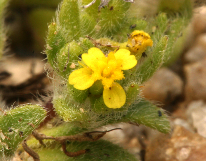 Image de Hemizonella minima (A. Gray) A. Gray