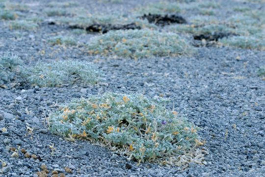 Image of Mono Lake lupine