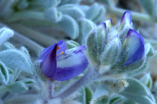 Image of Mono Lake lupine