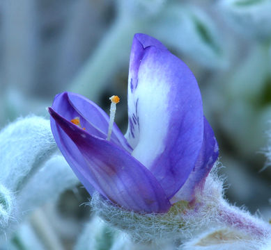 Image of Mono Lake lupine