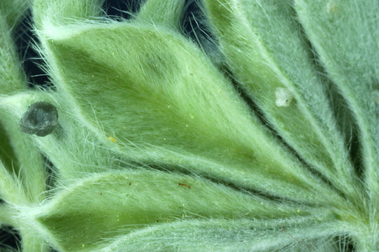 Image of Mono Lake lupine