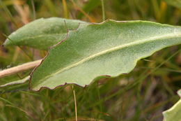 Image of Sierra ragwort