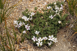 Image of dwarf phlox