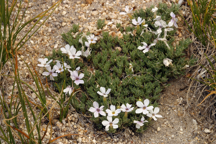 Imagem de Phlox condensata (A. Gray) E. Nels.