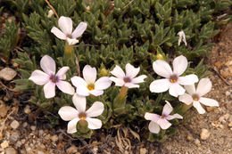 Image of dwarf phlox