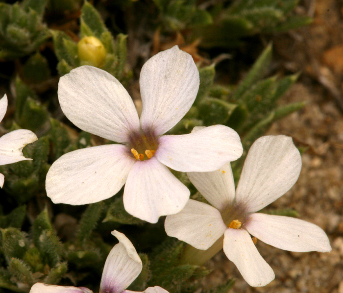 Imagem de Phlox condensata (A. Gray) E. Nels.