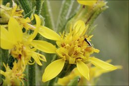 Plancia ëd Solidago virgaurea L.