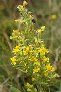 Plancia ëd Solidago virgaurea L.