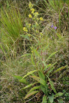 Imagem de Solidago virgaurea L.