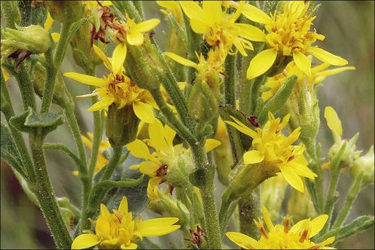 Image of goldenrod