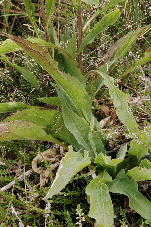 Plancia ëd Solidago virgaurea L.