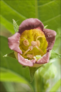 Image of Deadly Nightshade