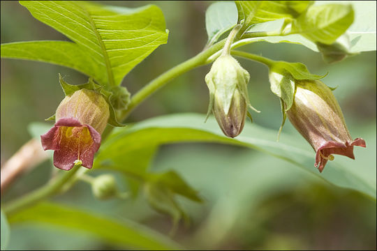 Image of Deadly Nightshade