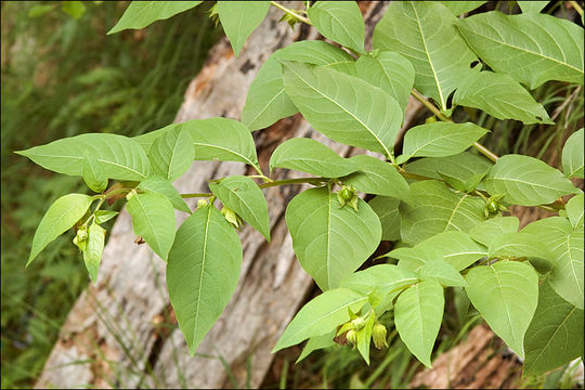 Plancia ëd Atropa belladonna L.