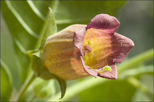 Image of Deadly Nightshade