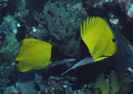 Image of Big long-nosed Butterflyfish