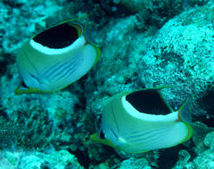 Image of Blackblotch Butterflyfish