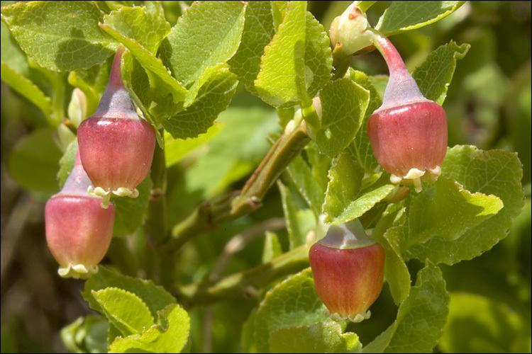 Image of bilberry