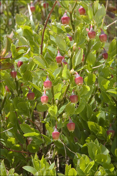 Image of bilberry