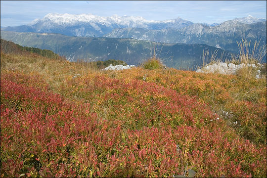 Image of bilberry