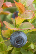 Image of bilberry