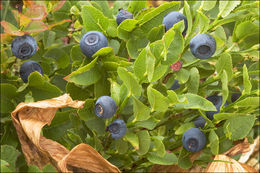 Image of bilberry