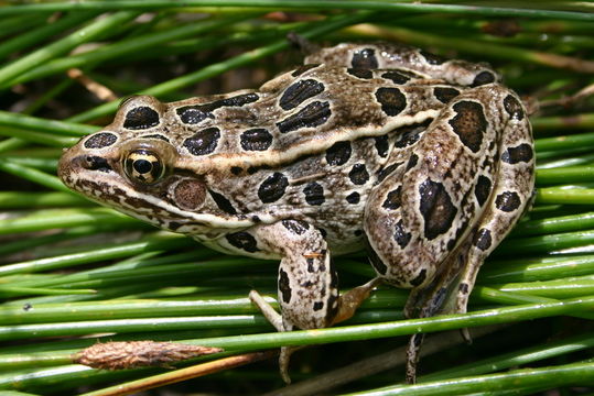 Image de Grenouille léopard