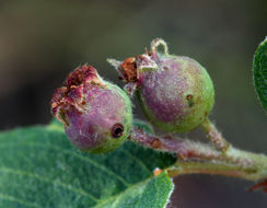 Image de Amelanchier utahensis Koehne