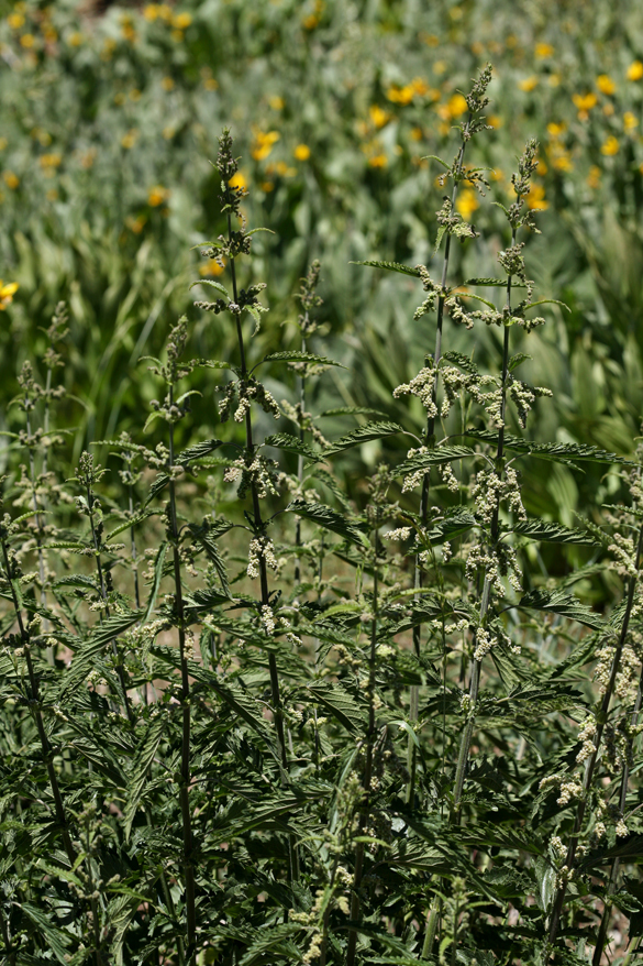 Image of <i>Urtica dioica</i> ssp. <i>holosericea</i>