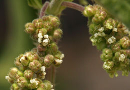 Image of <i>Urtica dioica</i> ssp. <i>holosericea</i>