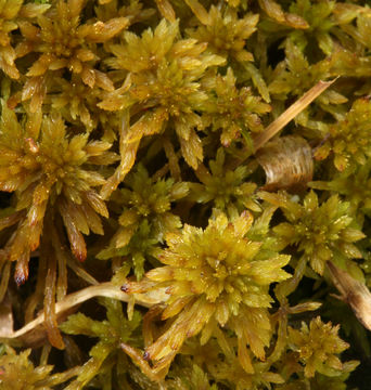 Image of sphagnum