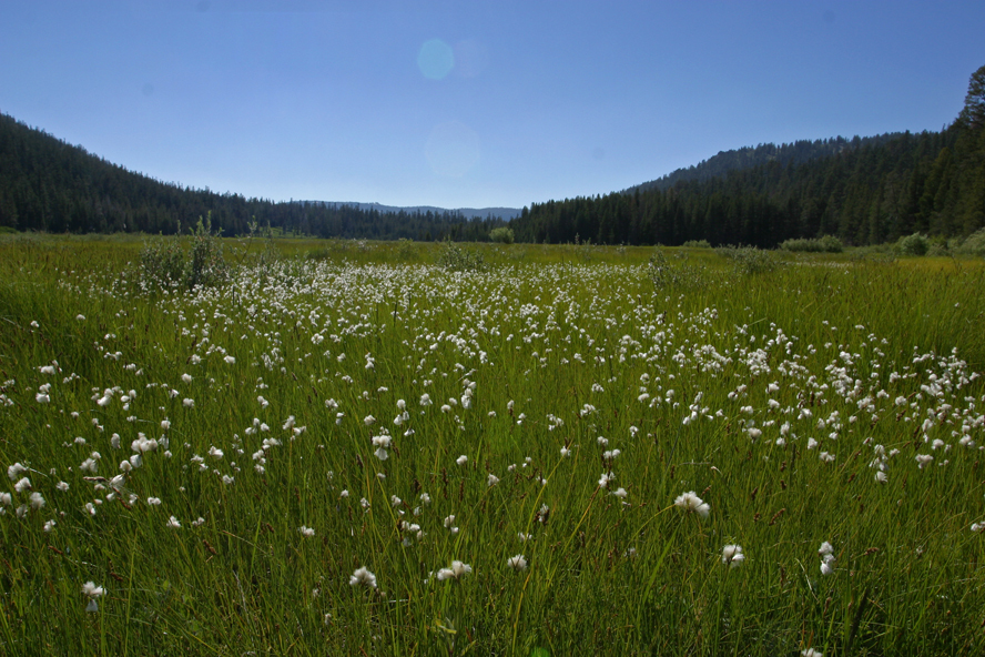 Eriophorum gracile W. D. J. Koch resmi